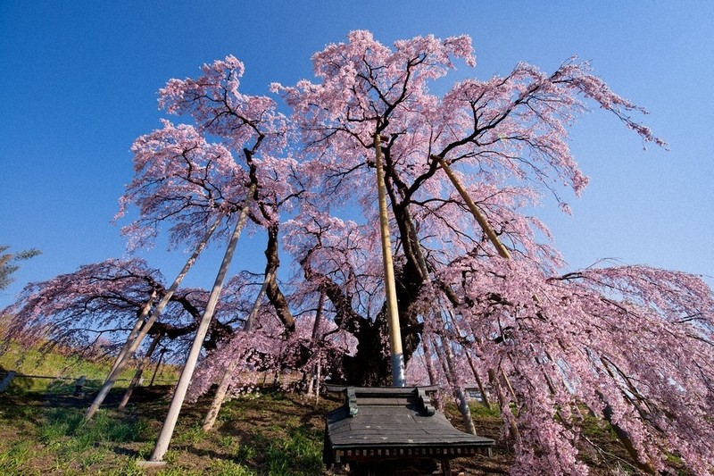 一度は見たい「一本桜」 三春滝桜が8位 ／福島 | 毎日新聞