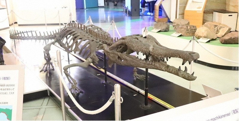 ワニの化石ずらり 来月7日まで 滋賀・多賀町立博物館で企画展 京都市