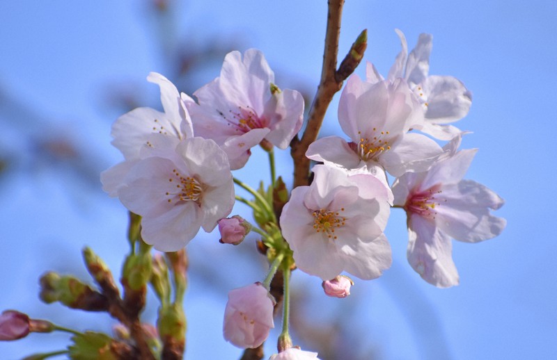 さし美 桜 〜2024〜 Hanamusic ソフビ ソフコン ハナムシック 花 福岡市で桜開花 平年より5日遅く 1週間から10日で満開に | 毎日新聞