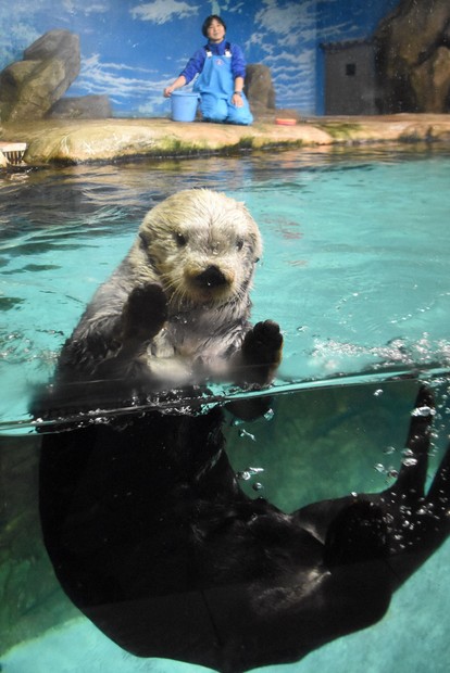 福岡ラッコ日記：初対面の印象は「しっかりした顔」 12年前にリロを