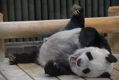 28歳の誕生日を迎えた神戸市立王子動物園のジャイアントパンダ「タンタン」＝神戸市灘区で2023年9月16日午後2時31分、澤俊太郎撮影