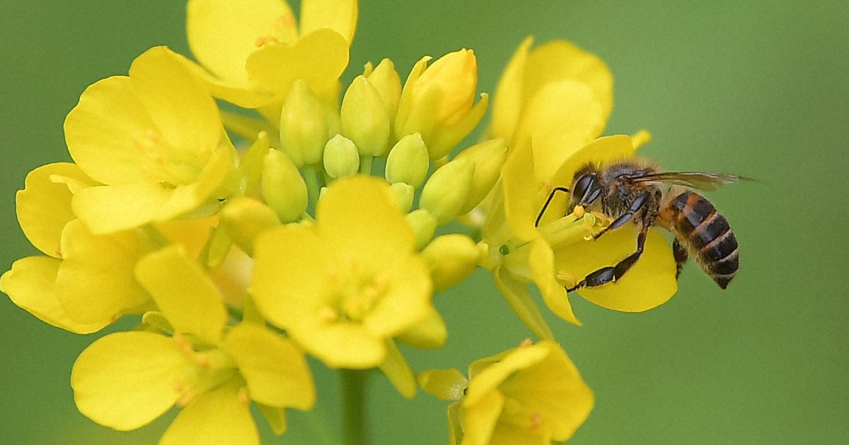 受け渡し決まりました 令和5年度 ニホンミツバチ分蜂群