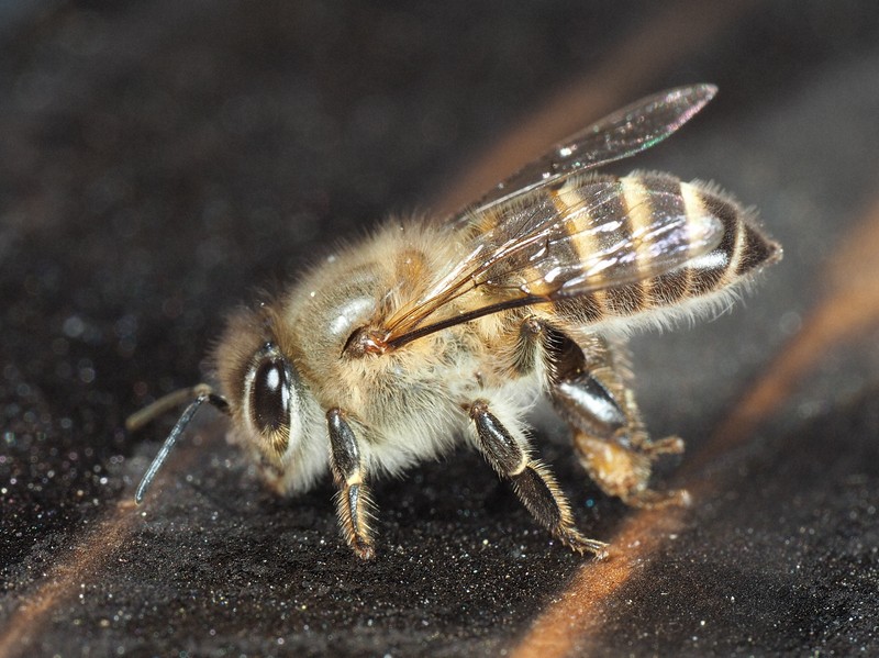ニホンミツバチの繁殖行動に変化? 春のコロニー増加、喜べない理由