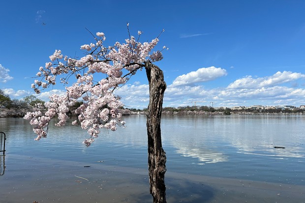 ワシントンDC：日米友好の象徴「ポトマック川の桜」一部除去へ 西田