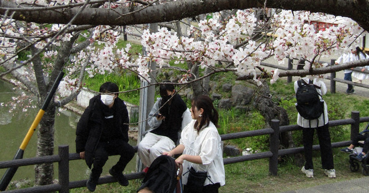桜満開 開花から3日で 津・偕楽公園 ／三重 | 毎日新聞