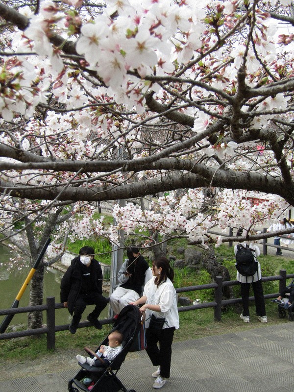 桜満開 開花から3日で 津・偕楽公園 ／三重 | 毎日新聞
