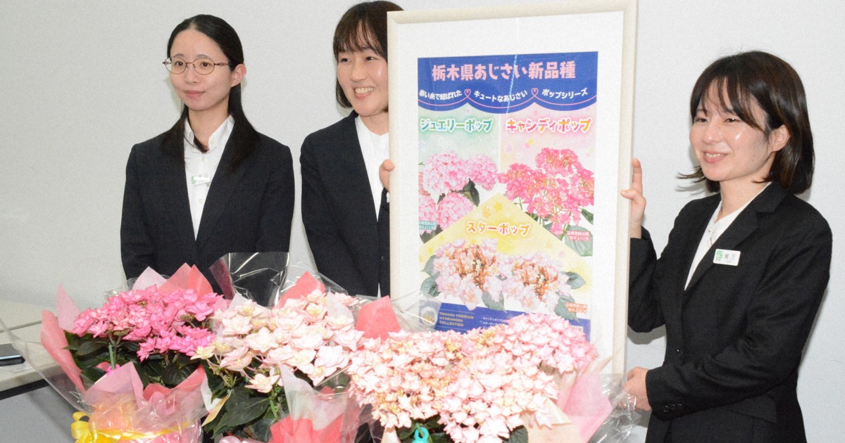 キャンディ、スター、ジュエリー アジサイ新品種、母の日におすすめ