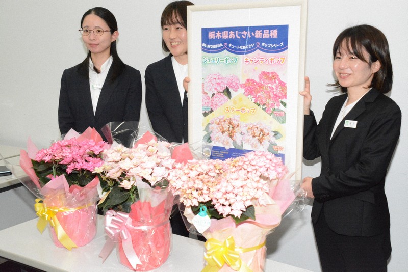 キャンディ、スター、ジュエリー アジサイ新品種、母の日におすすめ