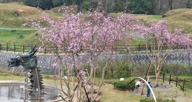 奈良の「ドラゴン桜」が初めて開花 幸運のシンボルとして人気に | 毎日新聞