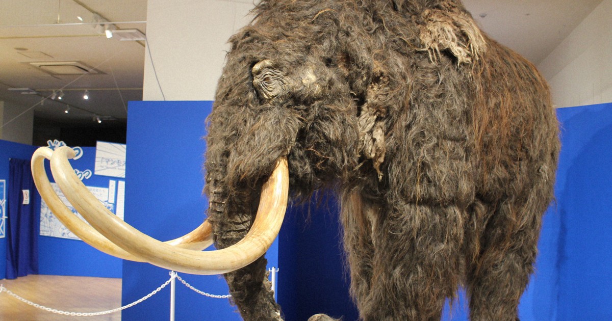 山中iPS”も活用「マンモス復活計画」が問うもの | 青野由利の「時を