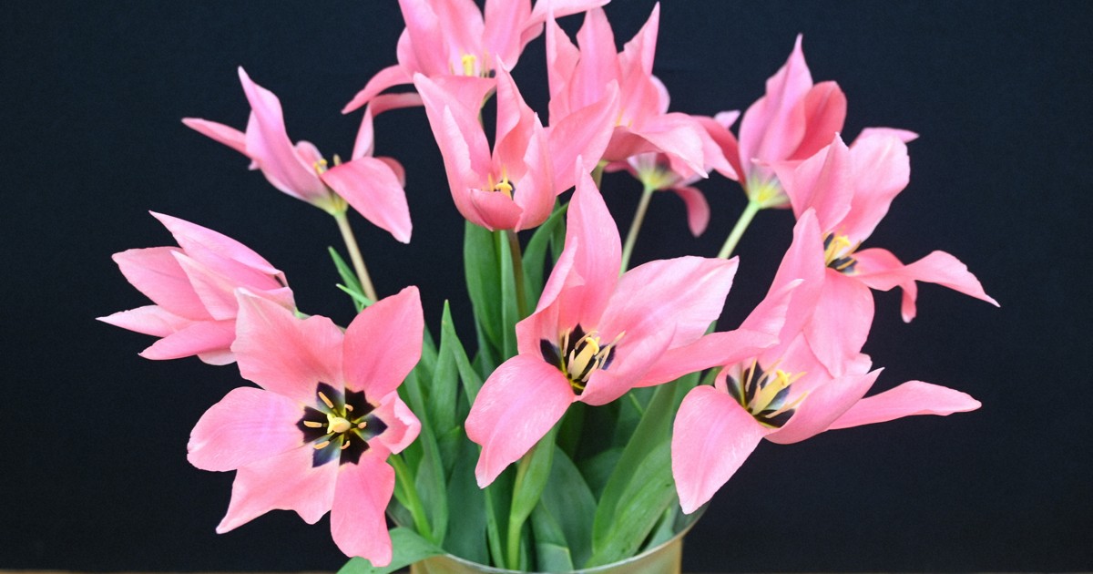 【人気商品】 translation: in news Japanese Easy 'Spring tulip waltz' エプロン