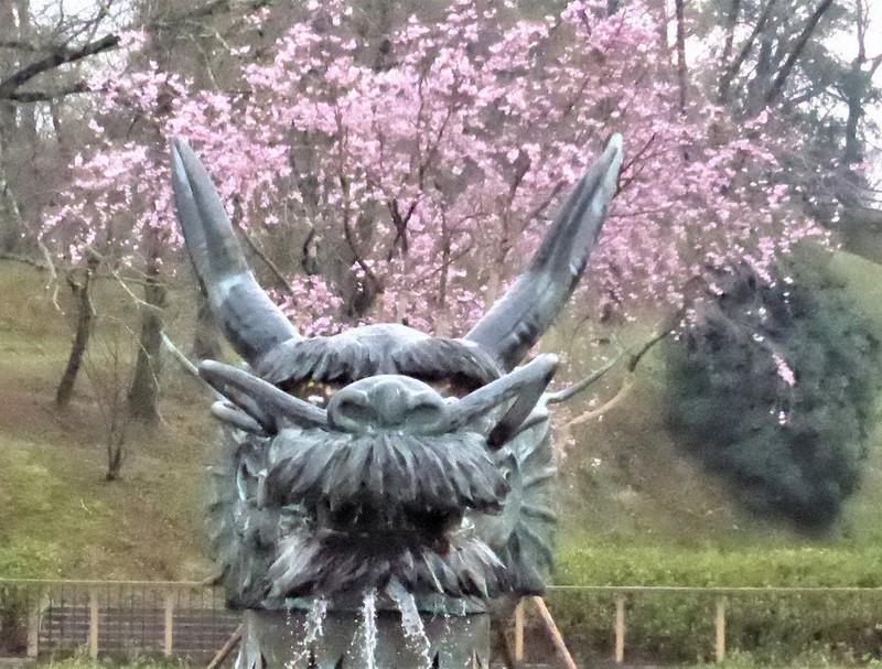 ドラゴン桜 ドラゴン桜」初めて開花 今週末が見ごろ 幸運もたらすと人気