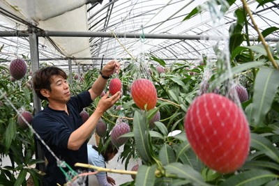 重油高騰は厳しいが…今年もおいしいマンゴー、収穫始まる 宮崎 | 毎日新聞