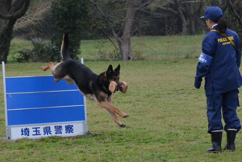 嘱託警察犬を目指し審査会 日ごろの訓練の成果、69頭が披露 | 毎日新聞