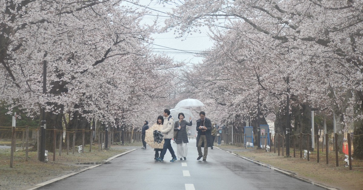 夜の森の桜まつり始まる 14年ぶり震災前と同会場 福島・富岡 | 毎日新聞