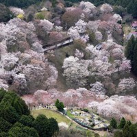 山をピンク色に染める吉野山の桜が見ごろ 奈良・吉野山 [写真特集1/25