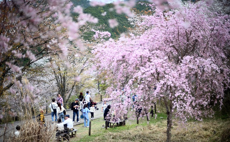 山をピンク色に染める吉野山の桜が見ごろ 奈良・吉野山 [写真特集1/25