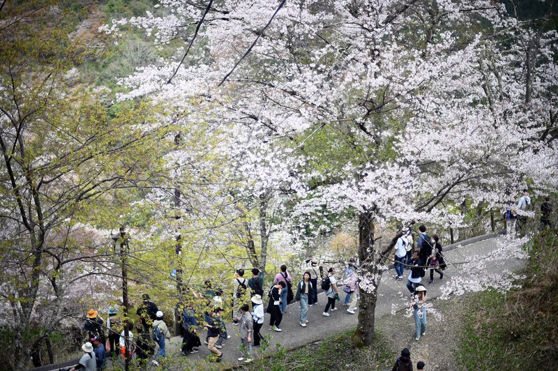 山をピンク色に染める吉野山の桜が見ごろ 奈良・吉野山 [写真特集1/25