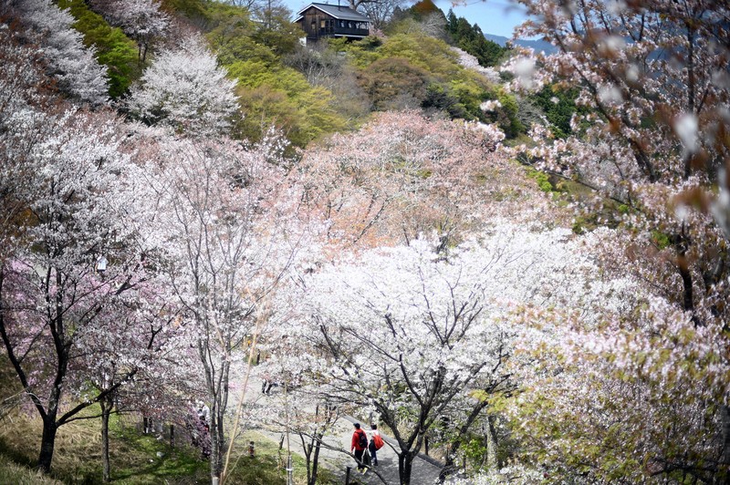山をピンク色に染める吉野山の桜が見ごろ 奈良・吉野山 [写真特集1/25