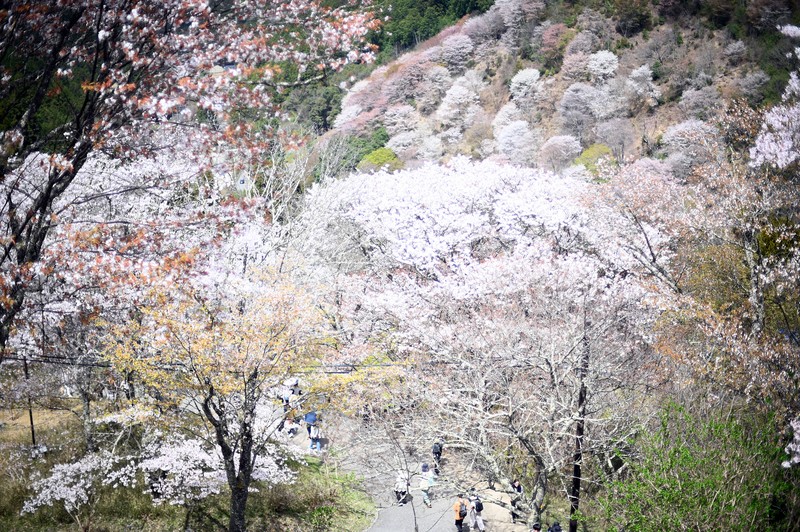 山をピンク色に染める吉野山の桜が見ごろ 奈良・吉野山 [写真特集1/25