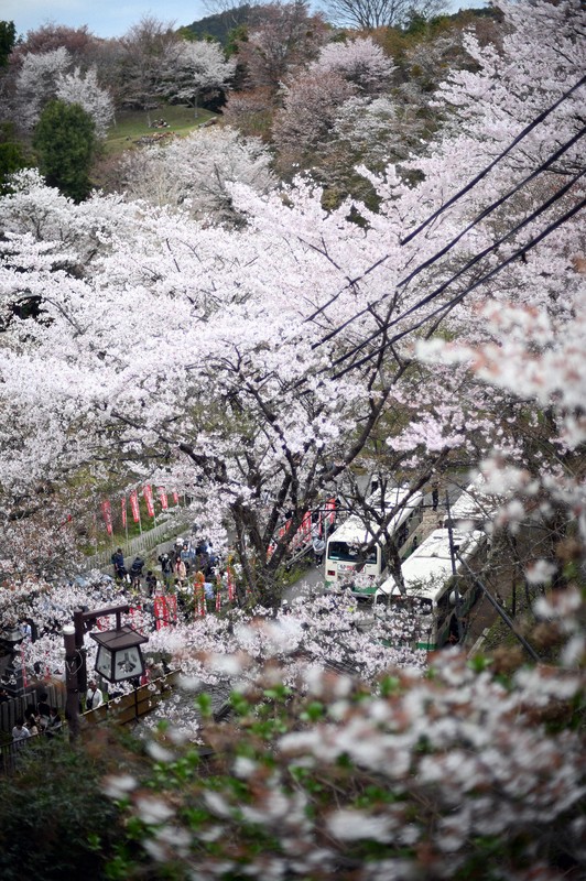 山をピンク色に染める吉野山の桜が見ごろ 奈良・吉野山 [写真特集1/25