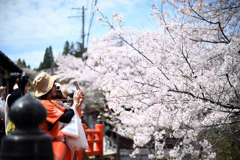 山をピンク色に染める吉野山の桜が見ごろ 奈良・吉野山 [写真特集1/25