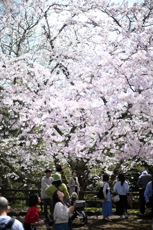 山をピンク色に染める吉野山の桜が見ごろ 奈良・吉野山 [写真特集1/25