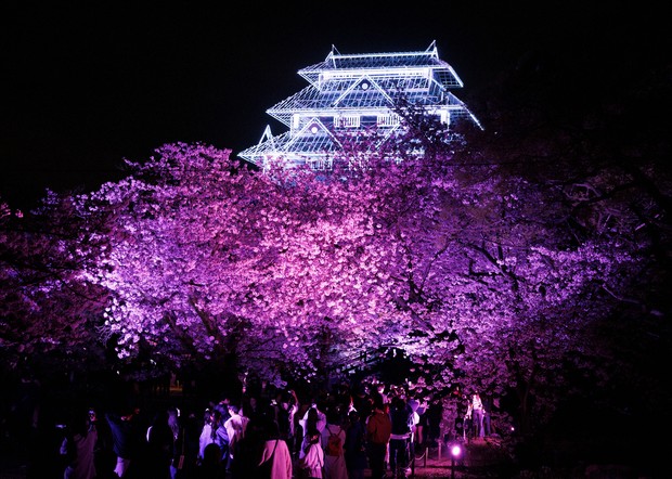 Illuminated 'phantom castle keep' and cherry blossoms