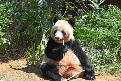 レイレイ＝2024年3月18日（東京動物園協会提供）