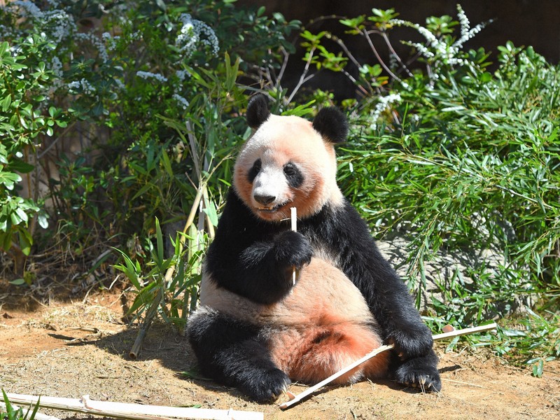 上野歴代パンダ　つなぐ 上野動物園ジャイアントパンダ　飼育の50年 上野歴代パンダ抄本 つなぐ 上野動物園ジャイアントパンダ飼育の
