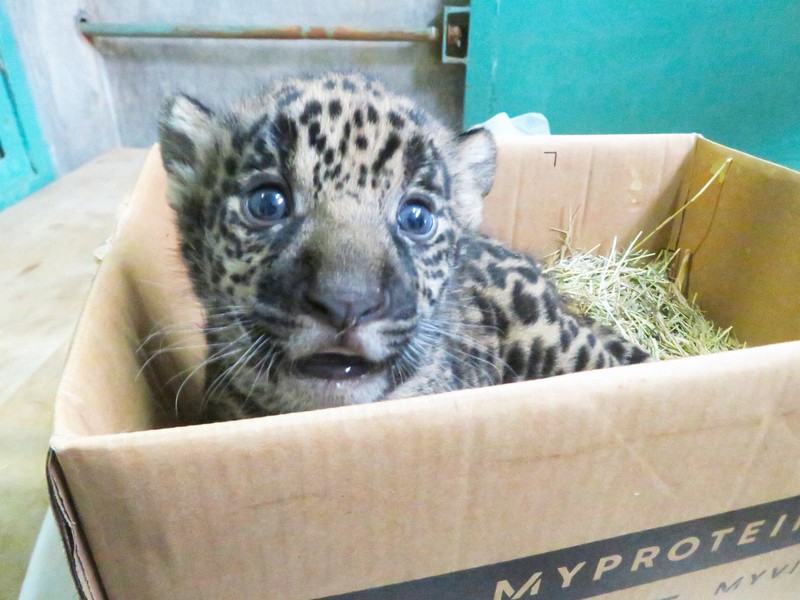 10歳ジャガーが「高齢出産」 元気な赤ちゃん誕生 とべ動物園 | 毎日新聞
