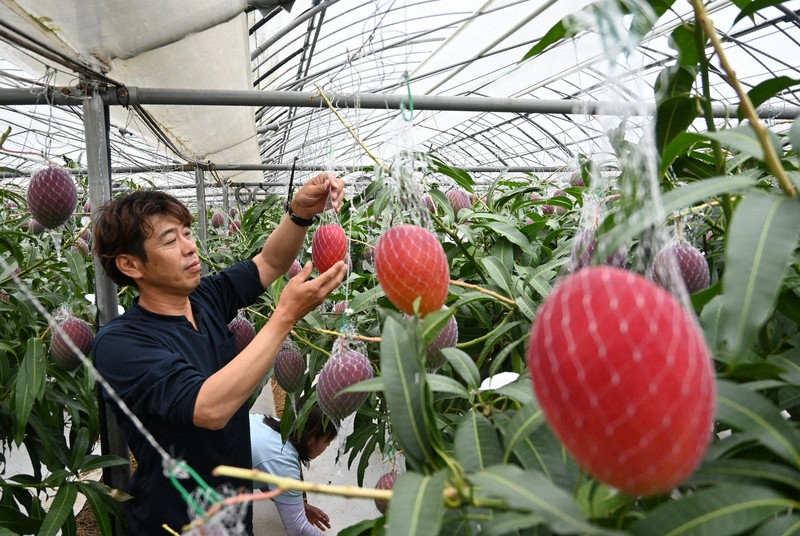 Easy Japanese news in translation Mangoes are ripe for harvest in Miyazaki Prefecture The