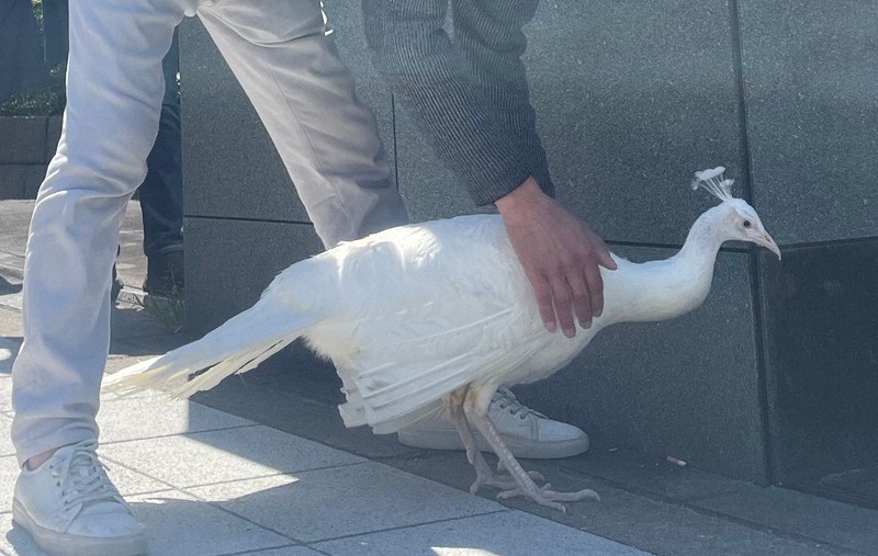 突然クジャク、信号の上に 大阪城近くで観光客ら騒然 散歩中逃げる