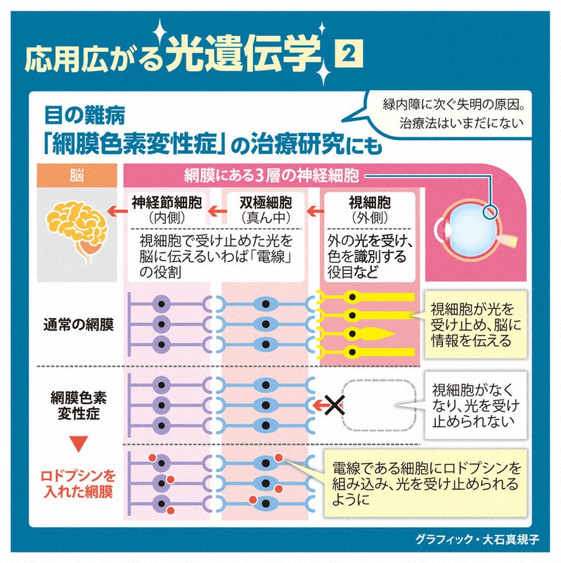 科学の森：「光遺伝学」 研究や治療に 目の難病、薬の開発進む | 毎日新聞