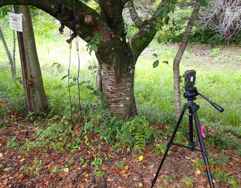 振動発生装置をつけた試験木を撮影する自動カメラ=衣浦晴生主任研究員提供