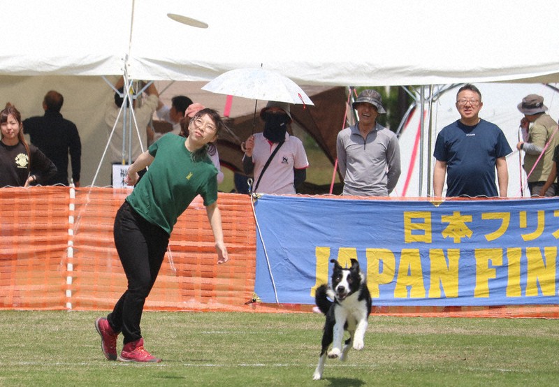 飼い主と愛犬が力合わせ 「フリスビードッグ」日本一決定戦
