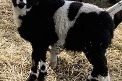 「パンダ」と命名された雄の羊＝デンマーク牧場提供