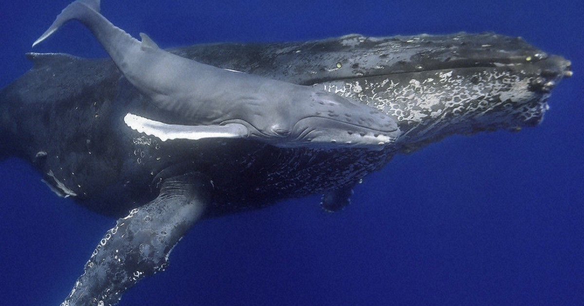 水中写真館：／40 ザトウクジラ | 毎日新聞