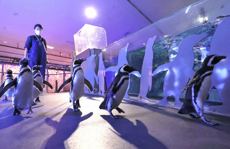 15歳のニュース 能登→東京 避難のペンギン、散歩楽しむ | 毎日新聞