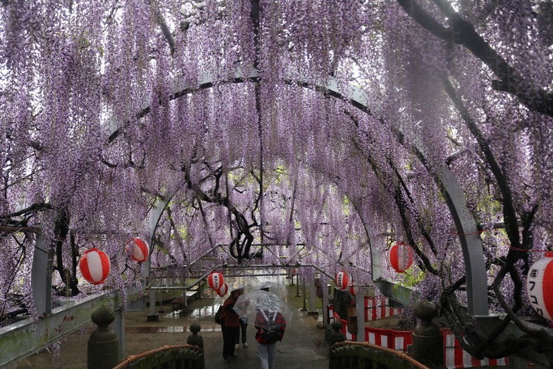見ごろの花、シャトルバスで 柳川の「中山大藤」／みやま「清水山