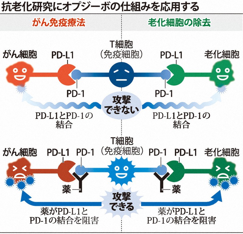 【細胞の活性化・免疫・自然治癒力の向上・老化防止】ホルミシスパット兼カバー 細胞の活性化・免疫・自然治癒力の向上・老化防止】ホルミシスパット兼