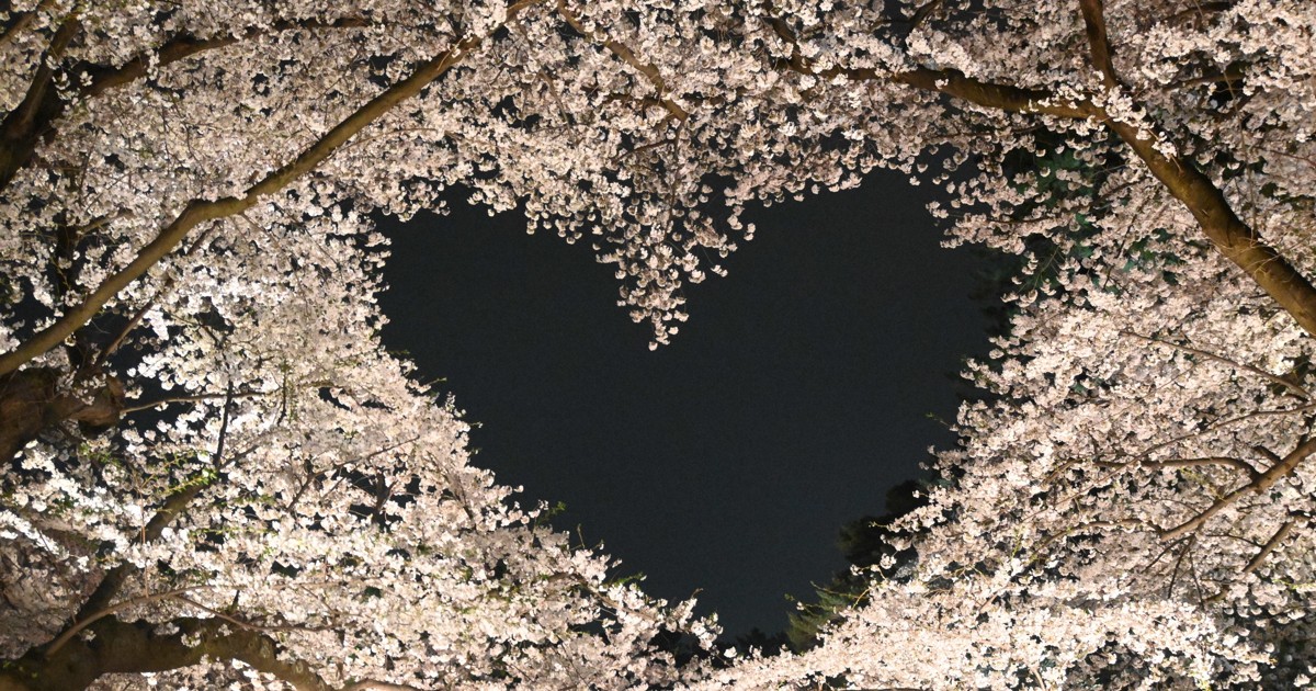 ピンクのハートに人だかり、弘前公園で桜満開 観光客でにぎわう | 毎日新聞