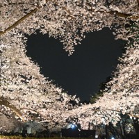 ピンクのハートに人だかり、弘前公園で桜満開 観光客でにぎわう [写真