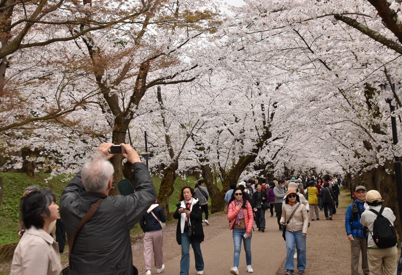 ピンクのハートに人だかり、弘前公園で桜満開 観光客でにぎわう | 毎日新聞
