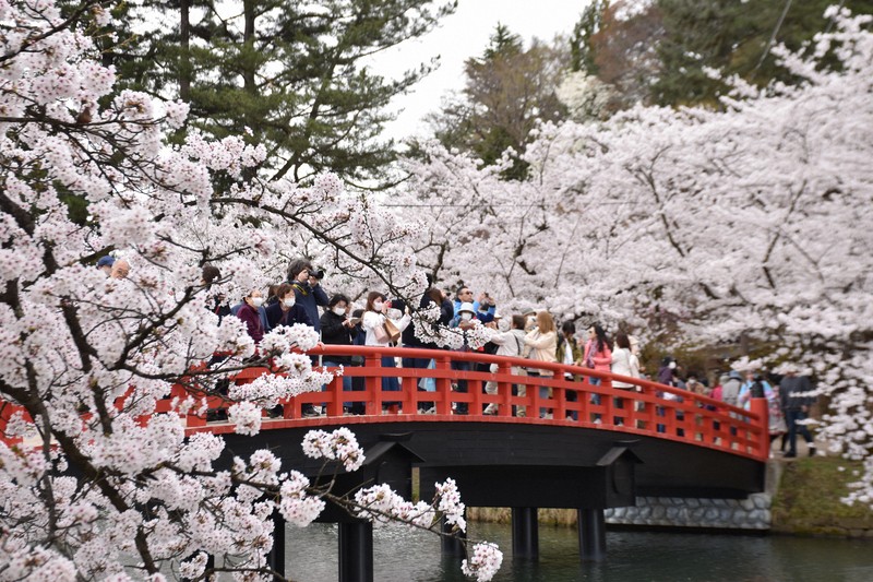 【フィンチ用】梅と桜のフィンチTree バードスタンド 楽天市場】【造花】【桜スタンド】【サクラスタンド】1.8m【送料無料