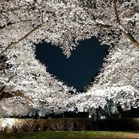 【フィンチ用】梅と桜のフィンチTree バードスタンド 楽天市場】CAP! 鳥の餌 ※フィンチ※賞味期限2027/4/30イースター リトル