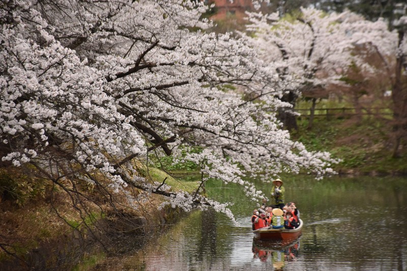 ピンクのハートに人だかり、弘前公園で桜満開 観光客でにぎわう [写真