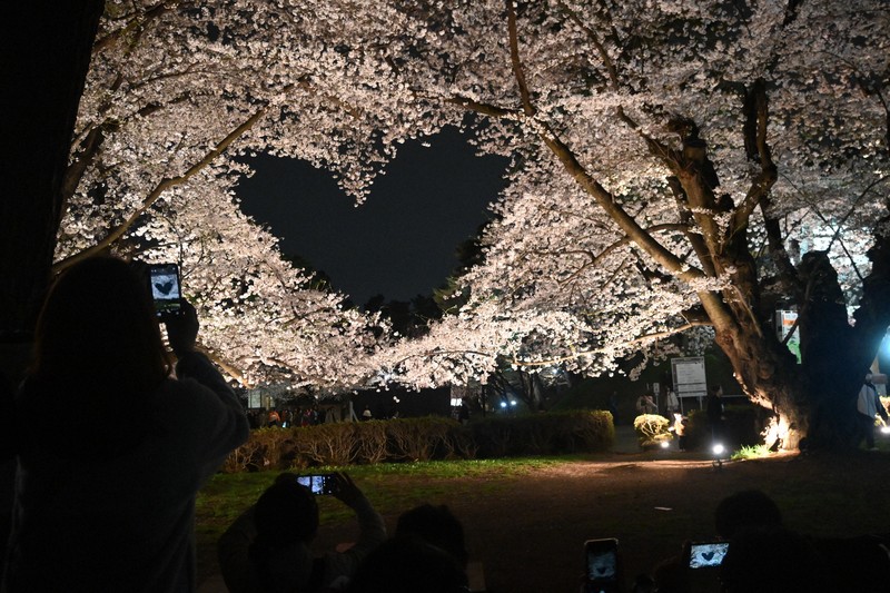 ピンクのハートに人だかり、弘前公園で桜満開 観光客でにぎわう [写真