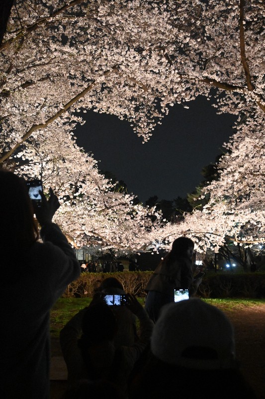 ピンクのハートに人だかり、弘前公園で桜満開 観光客でにぎわう [写真