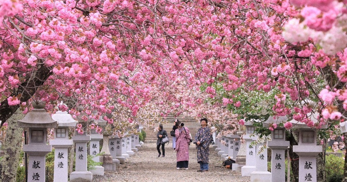 八重桜、トンネル満開 長浜・伊香具神社 ／滋賀 | 毎日新聞